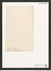 Nitzschia balatonis Grun. (de-Toni-Nr.: Genus 47, Species 2006) Zeichnungen Sammlung Grunow (NHMW-BOT-W0371727)